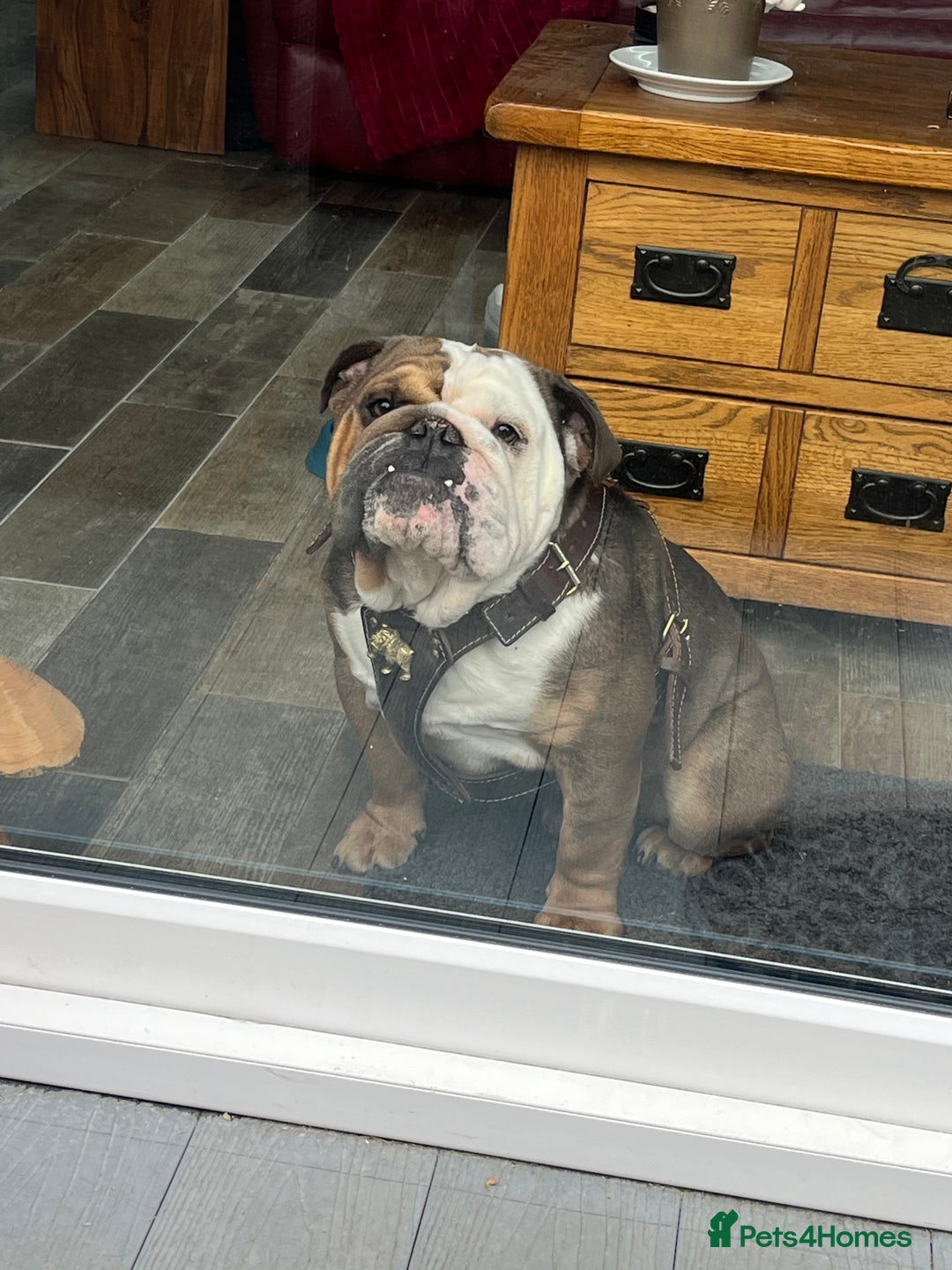 English Bulldog dogs for sale: 2 Year Old English Bulldog Ted - Image 10