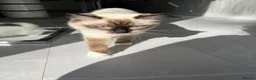 Ragdoll cats for sale: Ragdoll kittens  - Advert 11