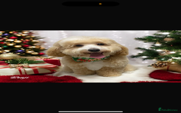 Maltipoo dogs for sale: Toy f1 maltipoos health tested champagne coloured  - Image 13