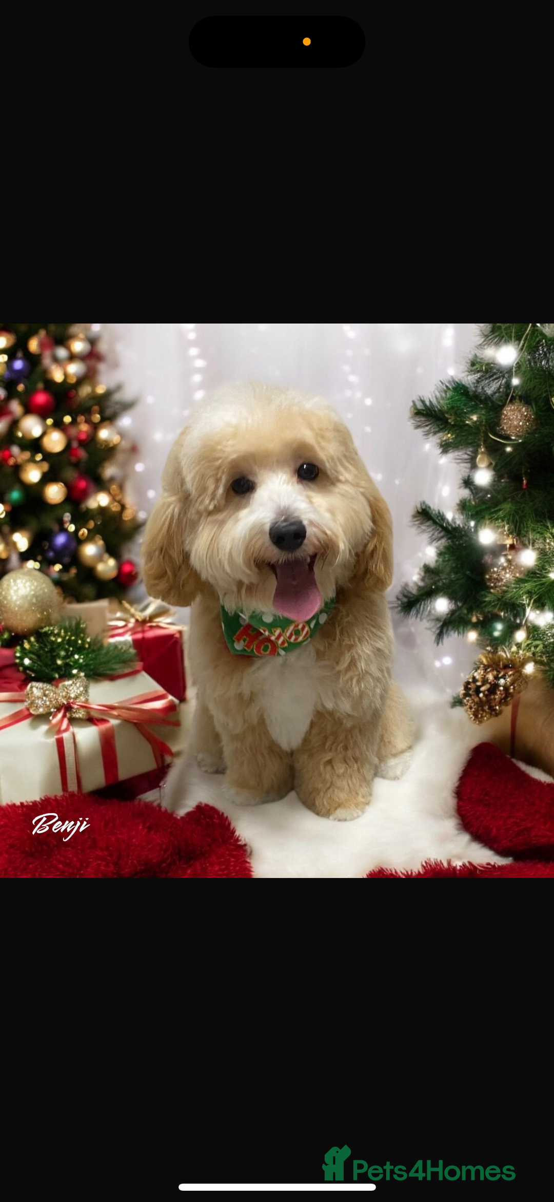 Maltipoo dogs for sale: Toy f1 maltipoos health tested champagne coloured  - Image 13