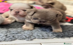 Pug dogs for sale: Stunning litter lilac tans and lilac tan pandas - Image 14
