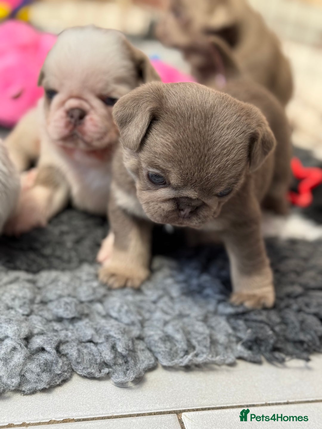 Pug dogs for sale: Stunning litter lilac tans and lilac tan pandas - Image 14
