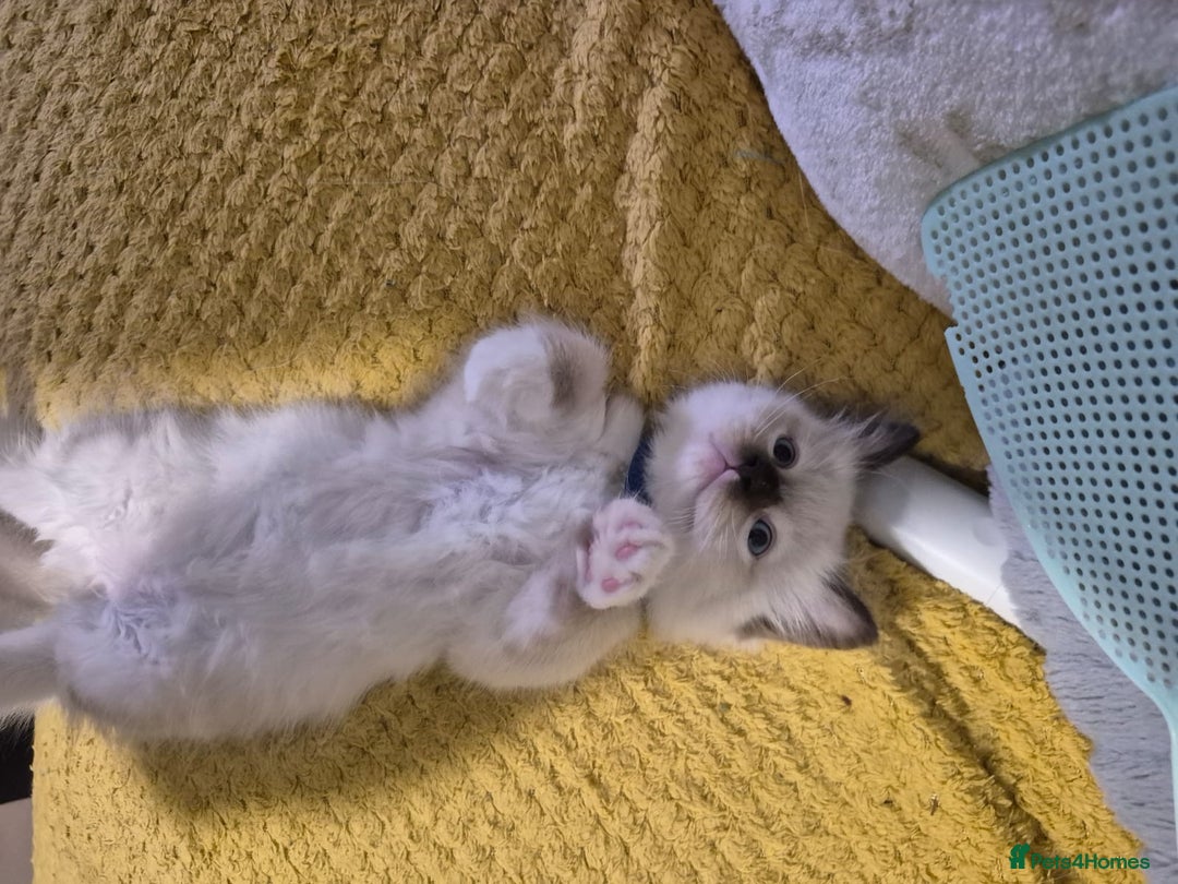 Ragdoll cats for sale: Ragdoll kittens - Image 33