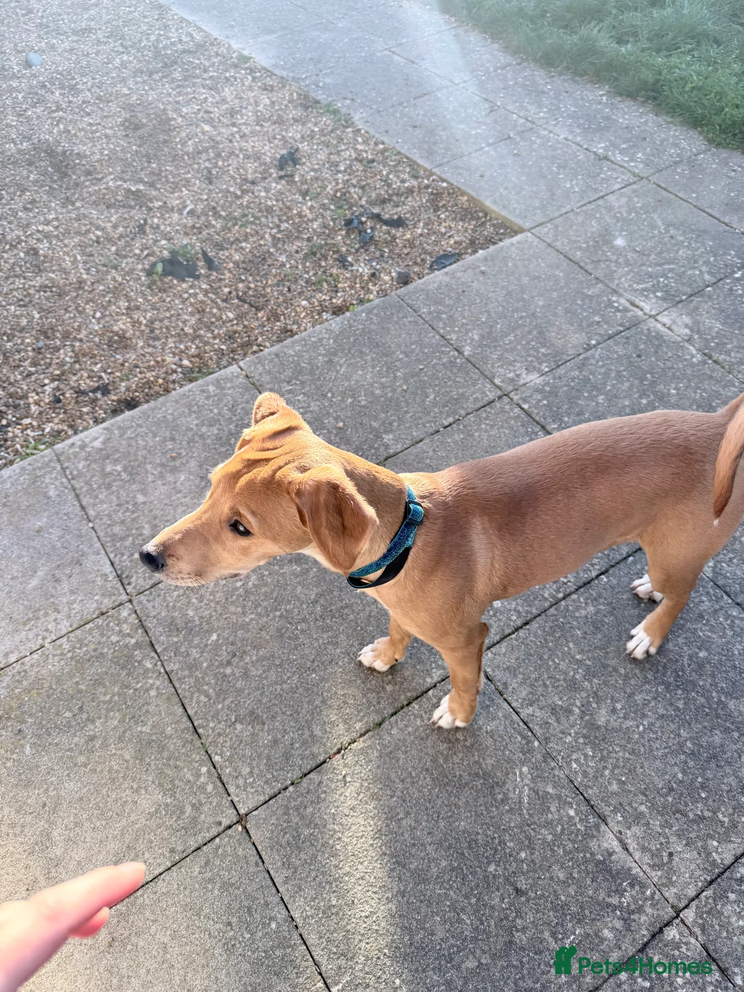Saluki dogs for sale: 6 month old male saluki  in Bury Saint Edmunds - Advert 2