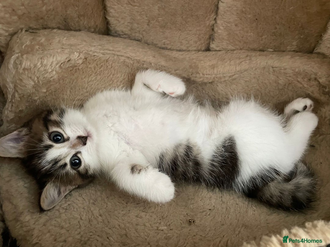 Domestic Shorthair cats for sale: Beautiful kittens available - Image 5