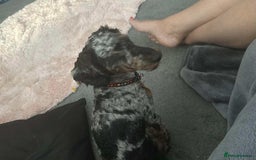 Cockapoo dogs for sale: Stunning f1 cockapoo puppies  - Image 3