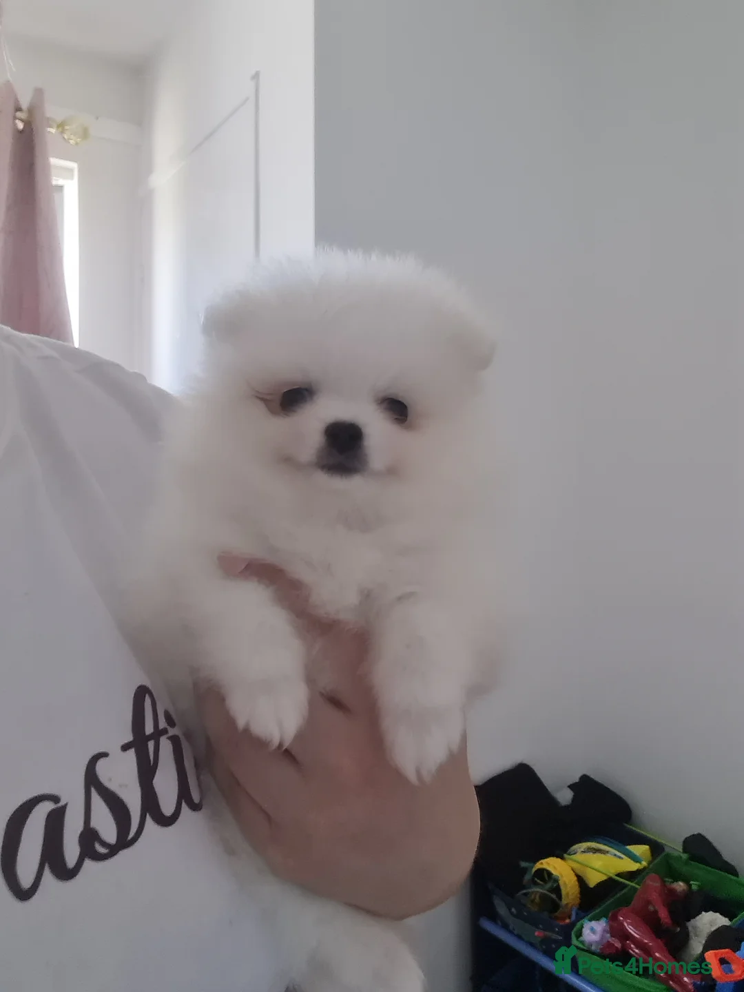 Pomeranian dogs for sale: Beautiful pomeranian pure breed puppies  - Advert 6
