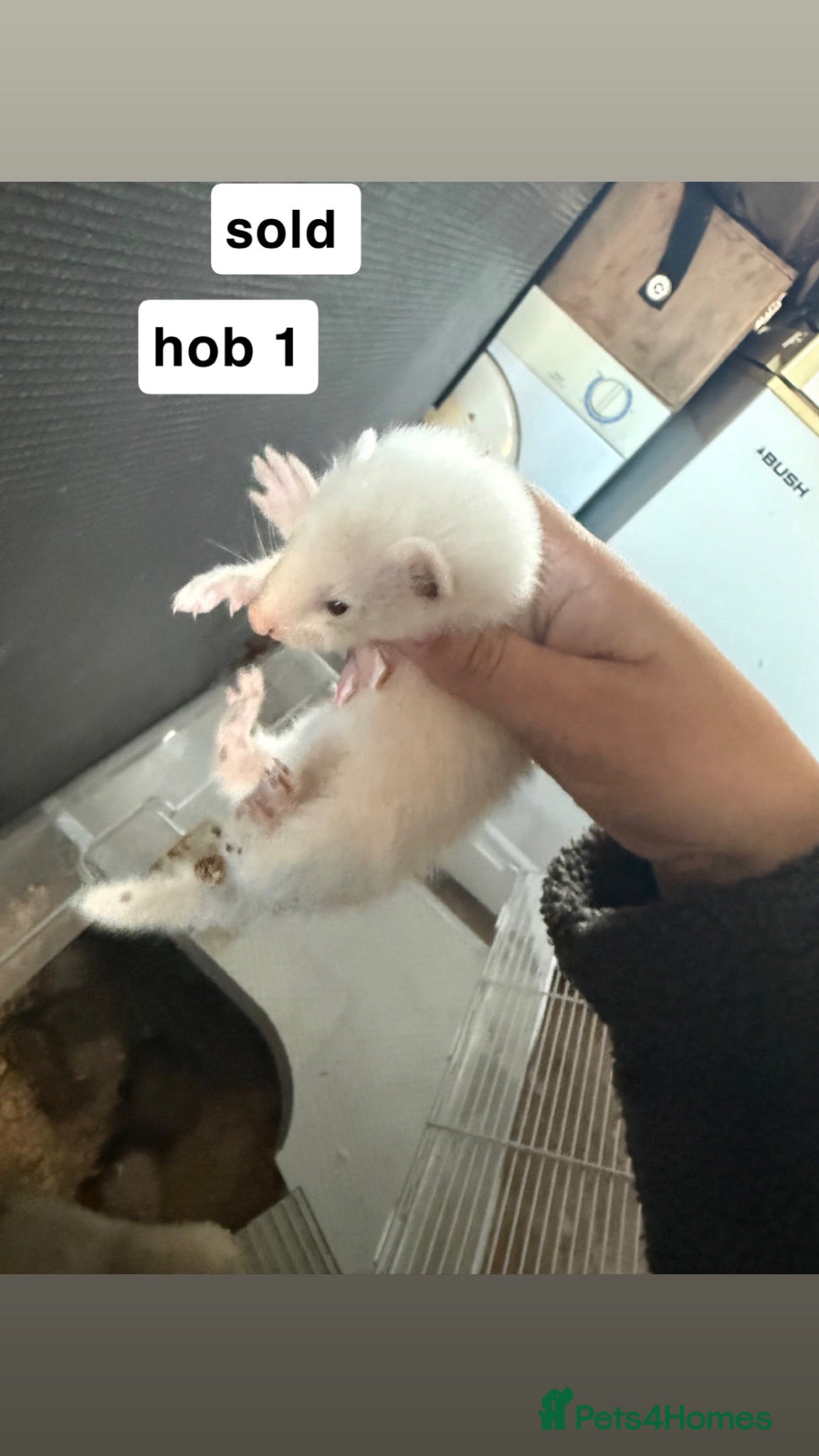 Ferret rodents ferret kits for sale - Advert 12