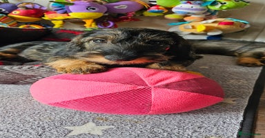 Dachshund dogs - Advert 3