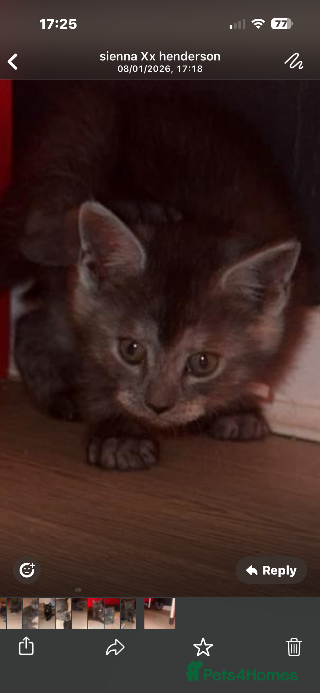 Mixed Breed cats for sale: Mainecoon cross - Advert 2