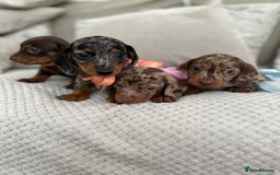 Dachshund dogs for sale: Minnature Long Haired Dachshund puppies  - Image 6