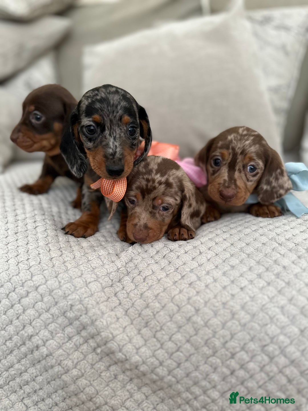 Dachshund dogs for sale: Minnature Long Haired Dachshund puppies  - Image 6