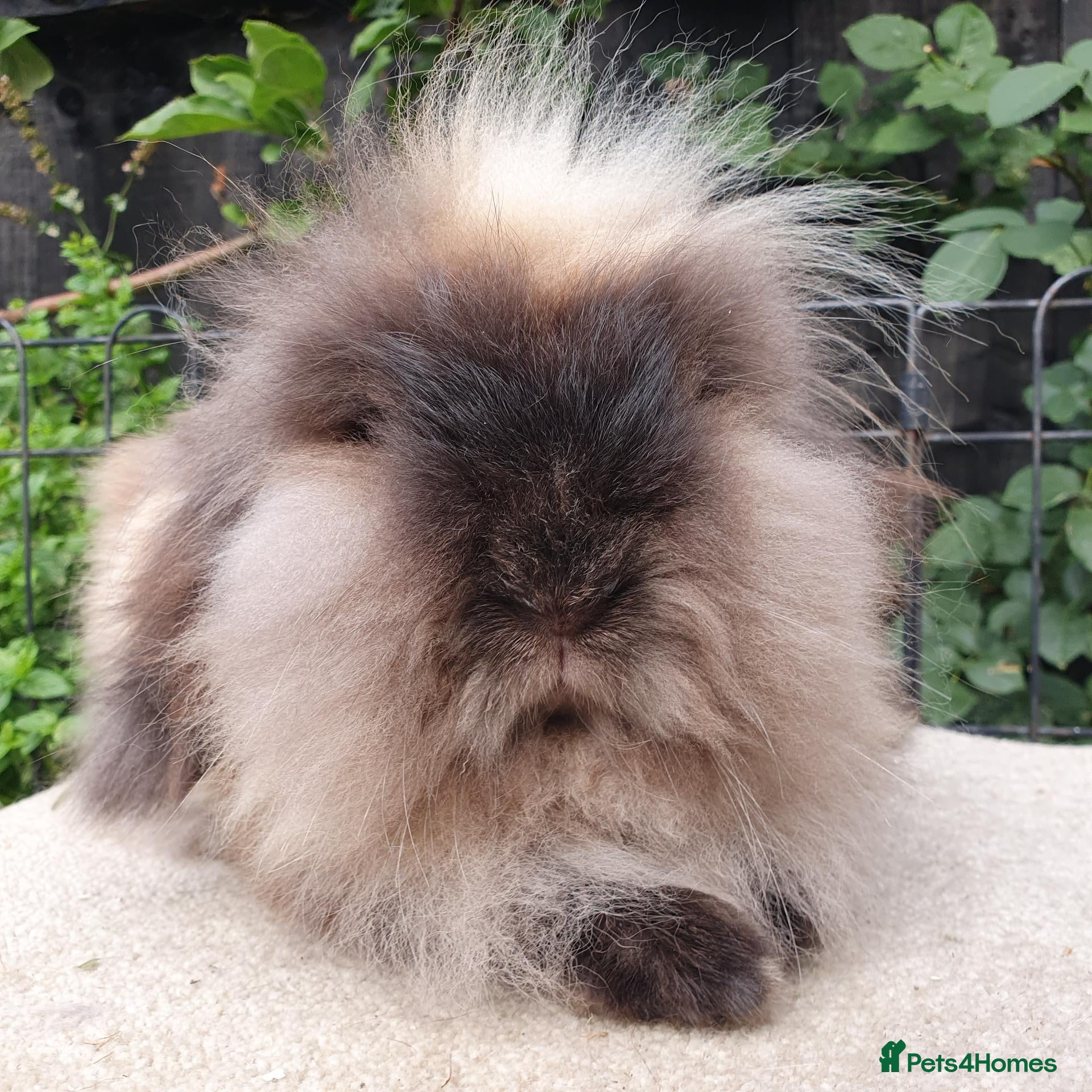 Mini Lion Lop rabbits Double maned lionlop doe - Advert 9