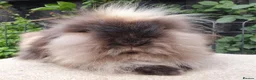 Mini Lion Lop rabbits for sale: Double maned lionlop doe - Advert 1