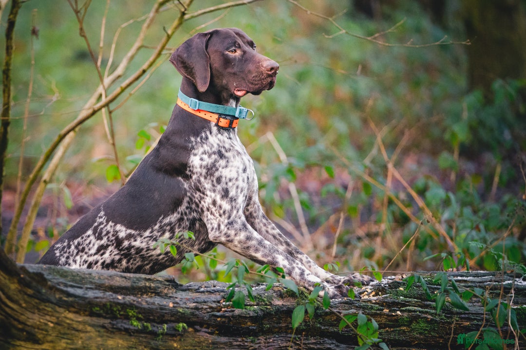 German Shorthaired Pointer dogs for stud: KC Registered German Shorthaired Pointer at Stud in Liverpool - Image 6