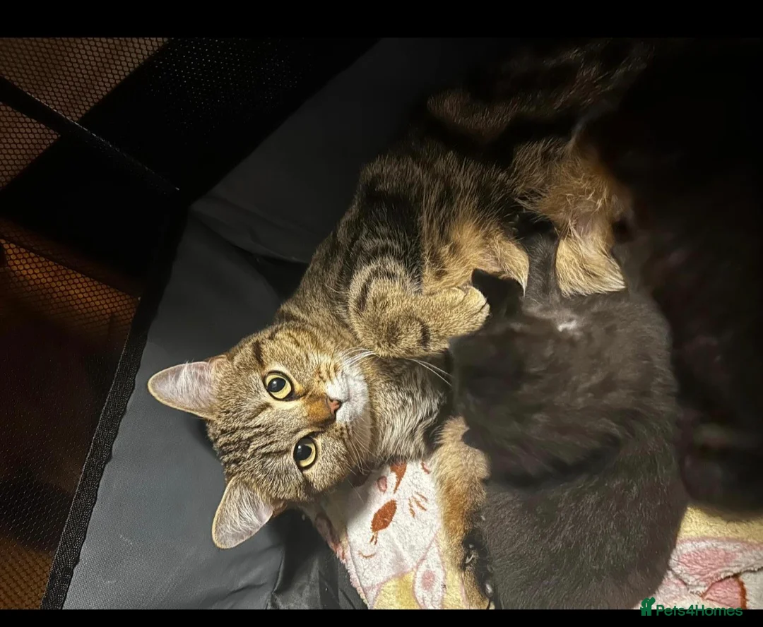 Mixed Breed cats for sale: 4 beautiful black Kittens (1/4 British short hair) in Nottingham - Advert 1