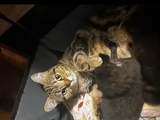 Mixed Breed cats 4 beautiful black Kittens (1/4 British short hair) - Advert 1