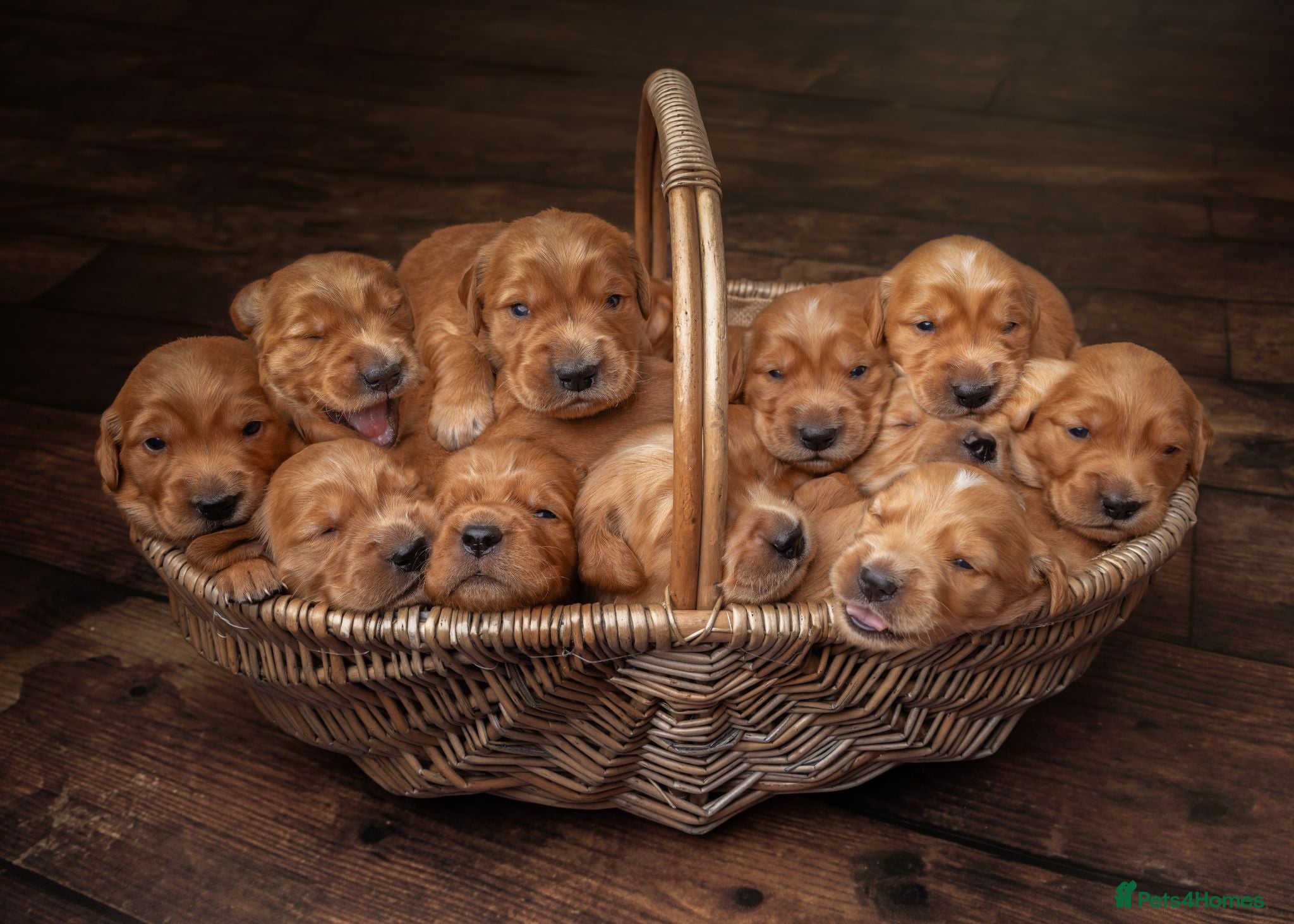 Golden Retriever dogs Dark Red KC Registered Working Golden Retrievers - Advert 1
