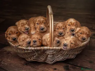 Golden Retriever dogs Dark Red KC Registered Working Golden Retrievers - Advert 1
