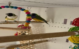 Finches birds for sale: gouildan finches available Runcorn  - Image 7