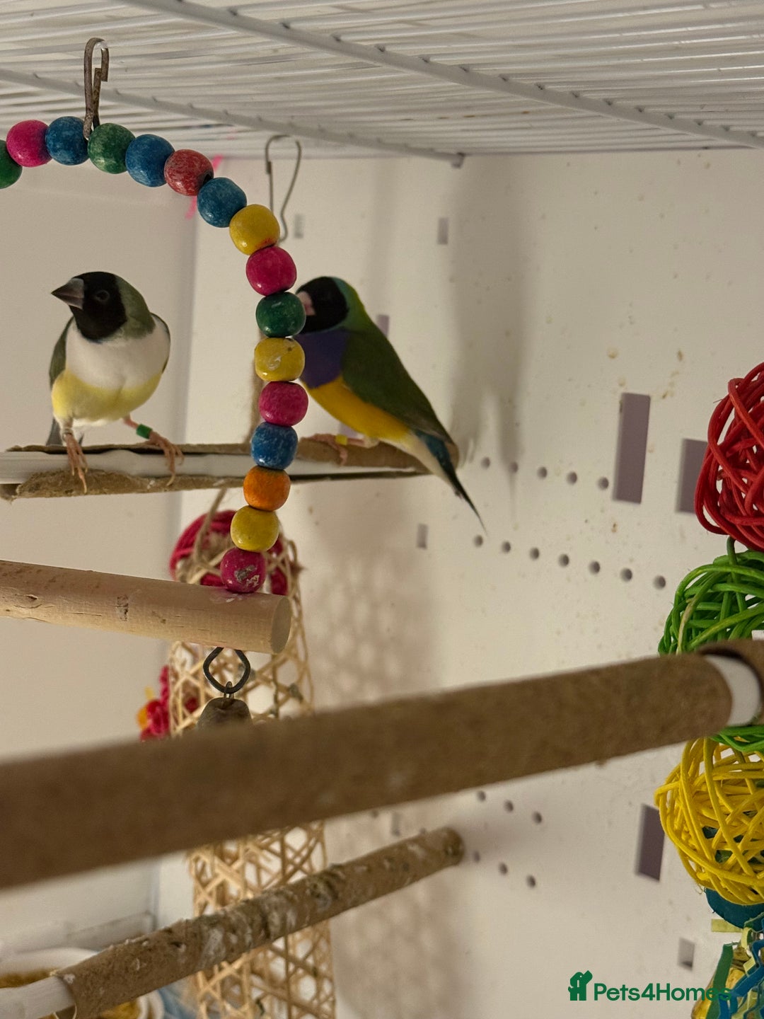 Finches birds for sale: gouildan finches available Runcorn  - Image 7