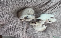Ragdoll cats for sale: Stunning Ragdoll kittens for sale - Image 19