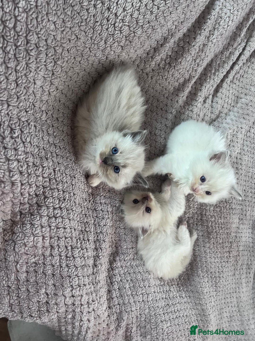 Ragdoll cats for sale: Stunning Ragdoll kittens for sale - Image 19