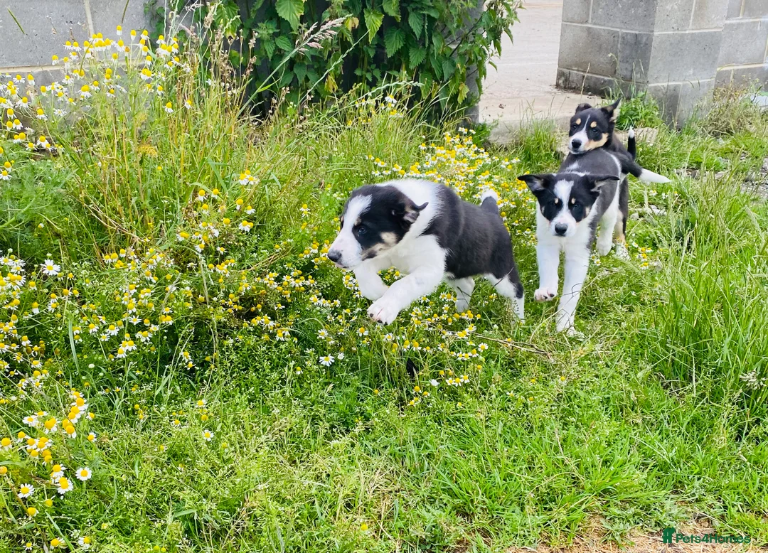 Border Collie dogs for stud: ISDS & KC, well proven, health tested clear stud in Darlington - Advert 11