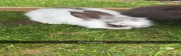 Mini Lop rabbits for sale: baby rabbits  in Worksop - Advert 26