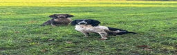 English Springer Spaniel dogs for stud: Heavy marked springer spaniel  in Ross-on-Wye - Advert 5