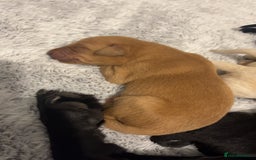 Labrador Retriever dogs for sale: Most beautiful litter of Labradors  - Image 13