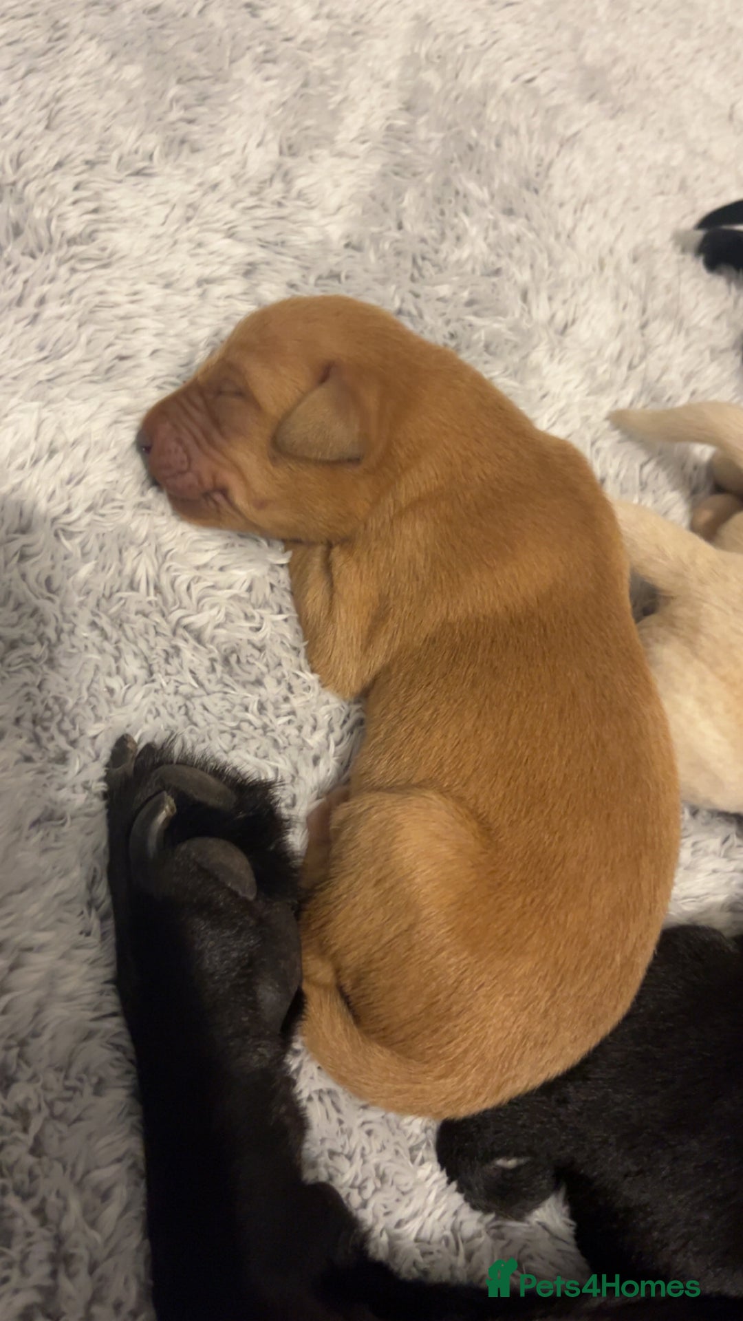 Labrador Retriever dogs for sale: Most beautiful litter of Labradors  - Image 13
