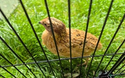 Quail poultry for sale: Male Quail for Sale - Image 5
