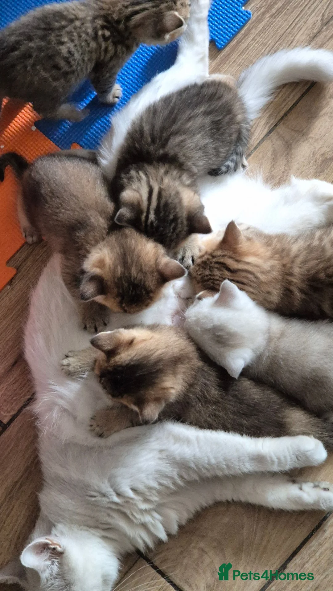 British Shorthair cats for sale: British Shorthairs  - Advert 1