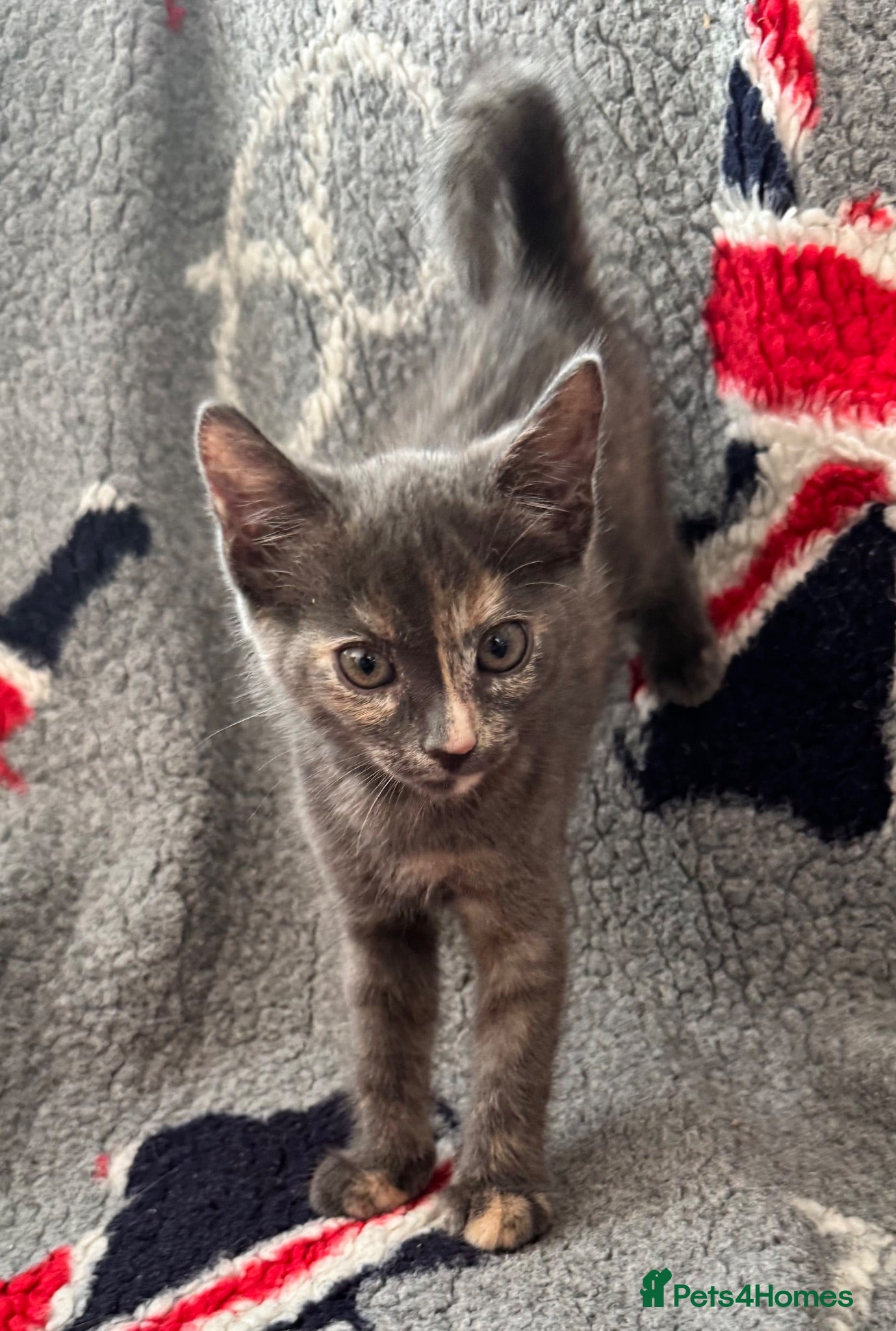 Mixed Breed cats Beautiful half Bengal and half moggy kittens - Advert 2