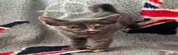 Mixed Breed cats for sale: Beautiful half Bengal and half moggy kittens - Advert 2