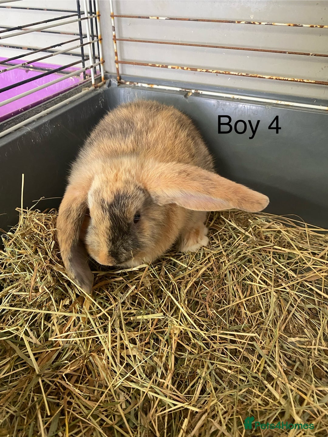 Mini Lop rabbits for sale: Mini lop bunnies  - Image 12
