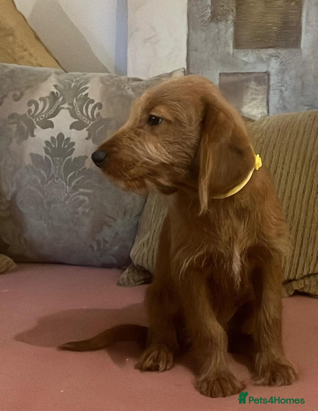 Labradoodle dogs for sale: Absolutely beautiful Labradoodles - Advert 12