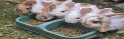 Mixed Breed rabbits for sale: 3 male Lionxlop buns very playful, well handled - Advert 4