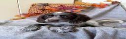 Cocker Spaniel dogs for sale: Cocker Spaniel puppies - Advert 21