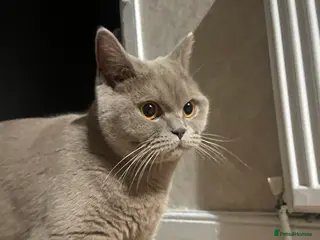 British Shorthair cats British shorthair - Advert 10