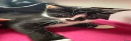 Mixed Breed cats for sale: 3 lovely kittens  - Advert 11