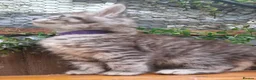 Maine Coon cats for sale: Mainecoon and mix maine coon - Advert 13