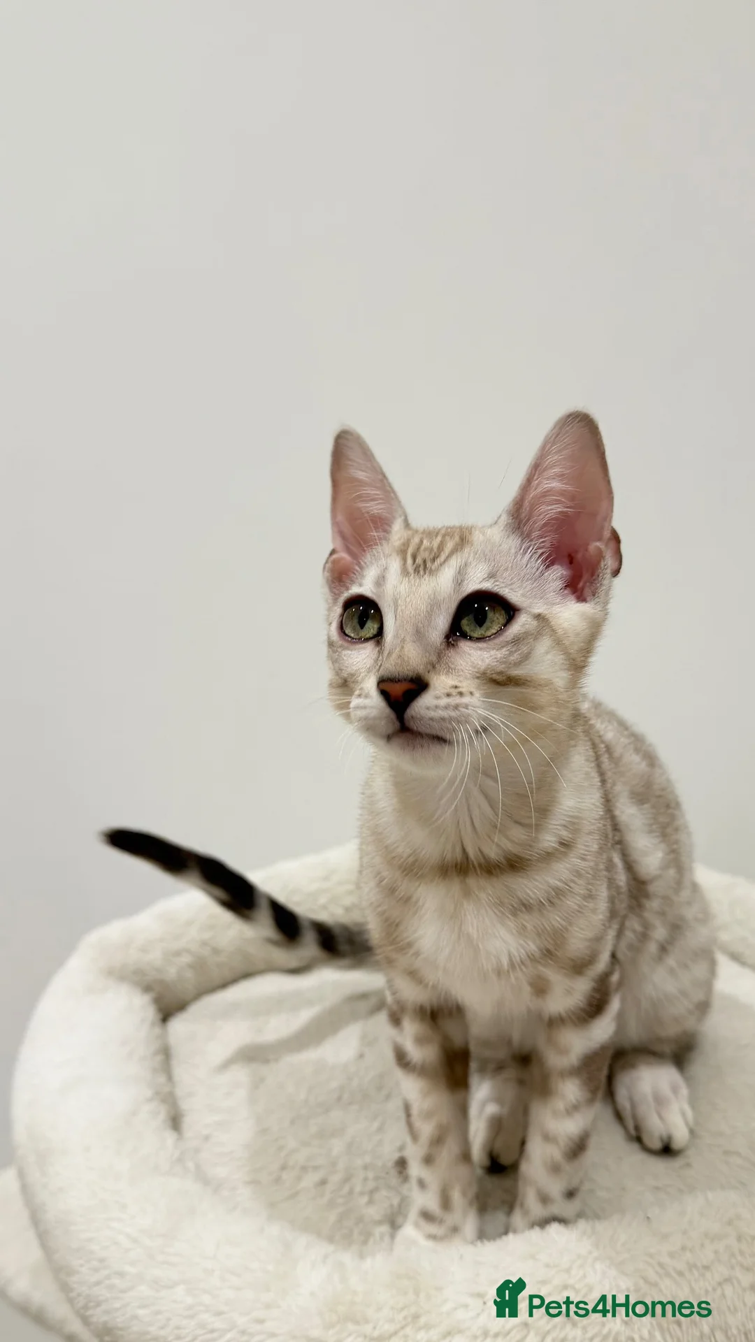 Bengal cats for sale:     TICA Bengal Mink Male Green-Eyed - Advert 2