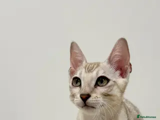 Bengal cats TICA Bengal Mink Male Green-Eyed - Advert 14