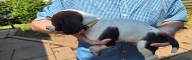 Mixed Breed 2