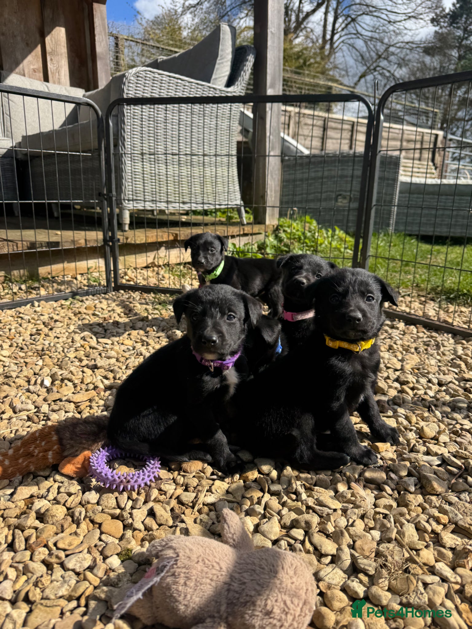 Borador dogs Beautiful Collie Cross Labrador Puppies  - Advert 1