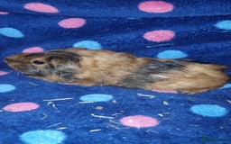 Guinea Pig rodents for sale: Alpaca x texel  - Image 3