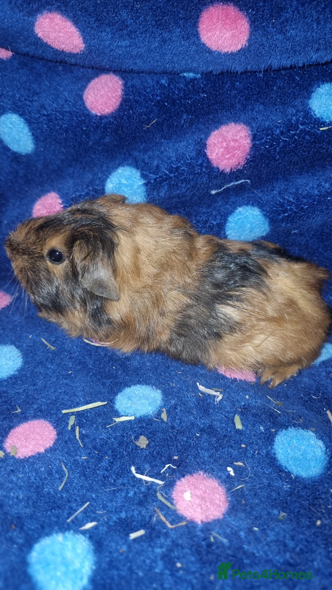 Guinea Pig rodents for sale: Alpaca x texel  - Image 3
