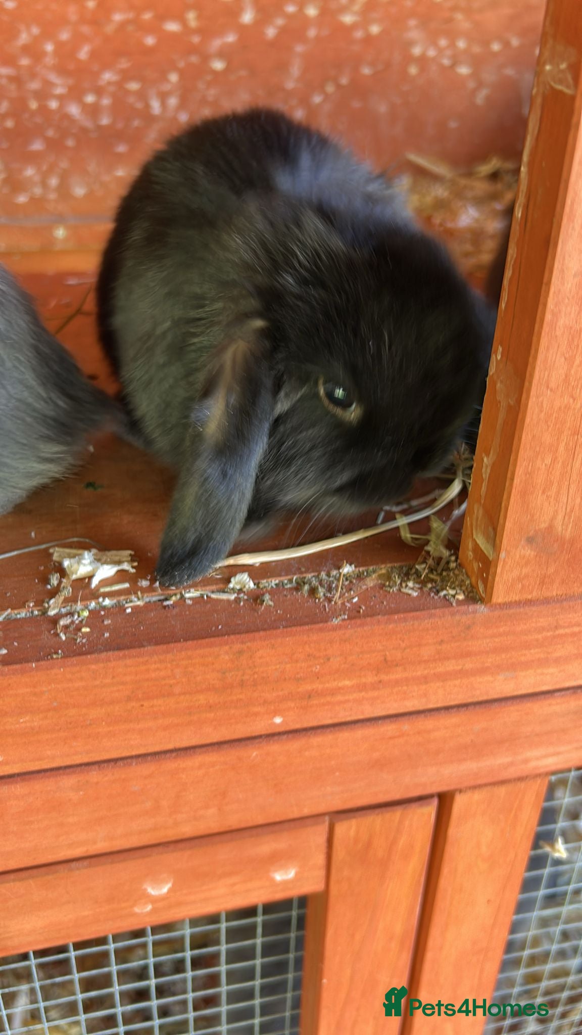 Mini Lop rabbits Gorgeous lop ear bunnies - Advert 2